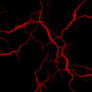 Meet your Posher, Nathan